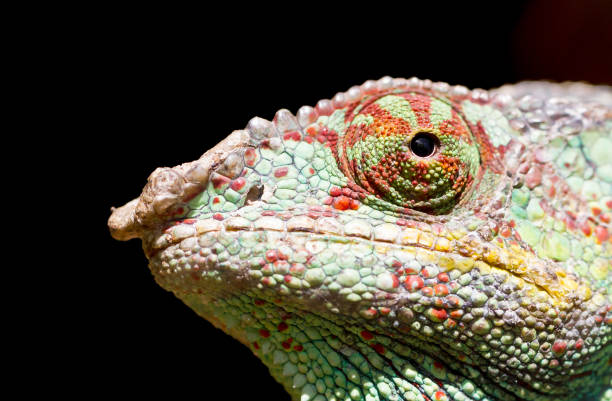 istock Panther chameleon Furcifer pardalis from Madagascar 1175850749