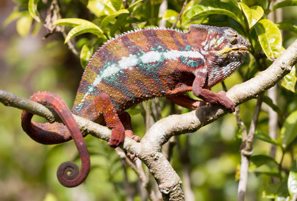 istock Panther chameleon (Furcifer pardalis) in Madagascar 1175850774