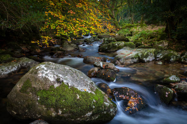 istock Beach tree on the river Plym at Shaugh Prior in Dartmoor during autumn. 1175851068