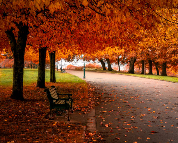 istock Autumn tree and park bench in a park 1175851109