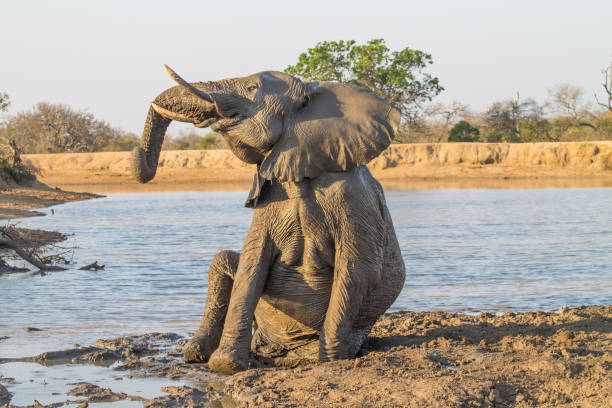 Elephant enjoys a nice mud bath stock photo