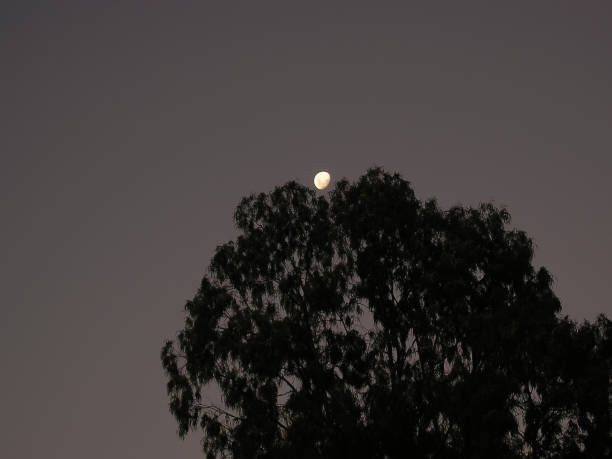 istock The moon rising over GO Edward Park in Perth, Western Australia 1175851753