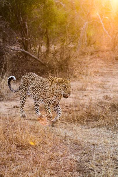 Leopard Sunset stock photo