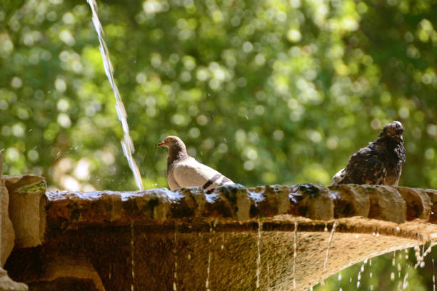 Madrid: two dove grooming into a fountain with running water. One collared dove and one mix breed.