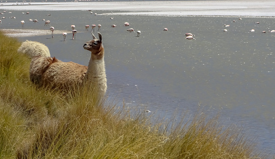 Amazing mountains and volcanos, flamingos and lamas on Altiplano plateau in Bolivia, South America.