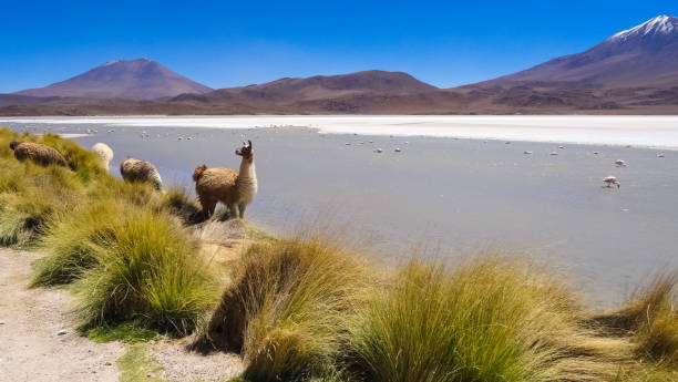 plateau altiplano avec une très belle nature en bolivie - geyser nature south america scenics photos et images de collection