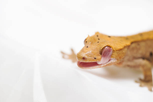 crested gecko licking their eyes - gecko animal night wildlife imagens e fotografias de stock