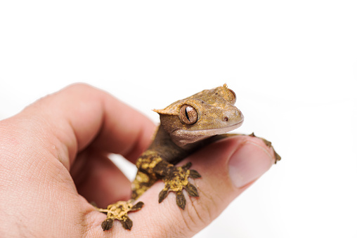 Crested gecko on hand isolated white background