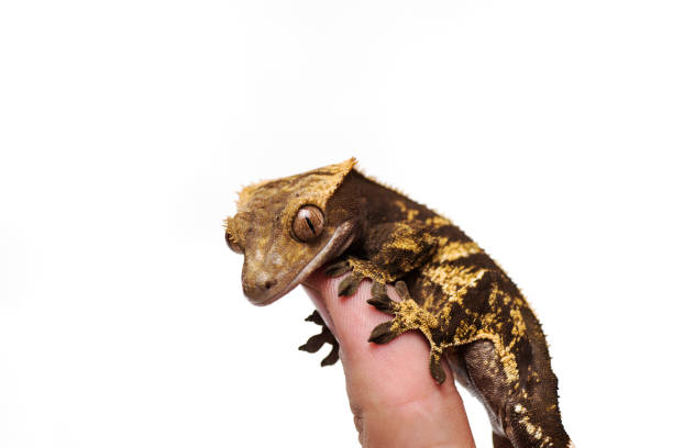 istock Crested gecko on hand isolated white background 1175853550