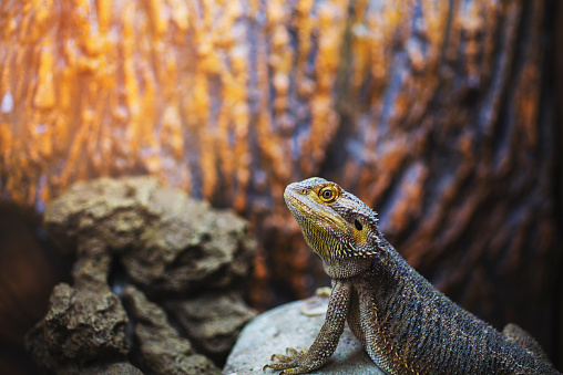 Pogona vitticeps in a terrarium