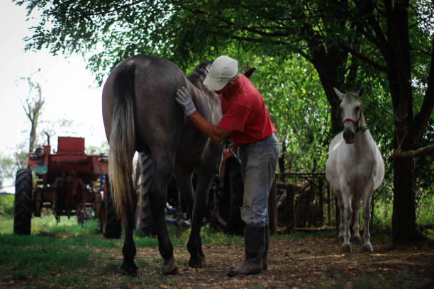 istock Farmer cleaning horse 1175855292