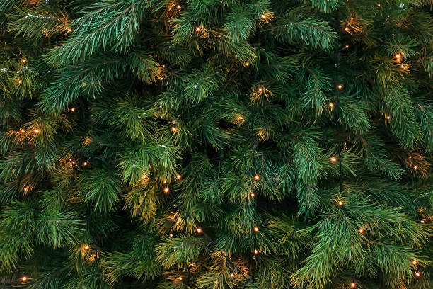 Pattern with green branches with pine illuminated garlands lights, soft focus Pattern with green branches with pine needles illuminated. Texture of coniferous tree decorated garlands lights. Christmas holidays backdrop soft focus christmas tree photos stock pictures, royalty-free photos & images