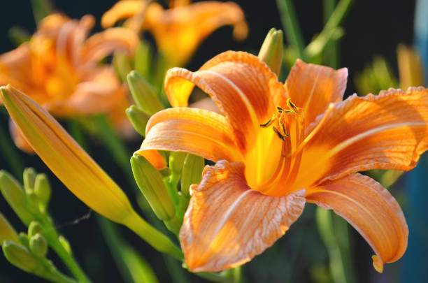 Beautiful orange lilies in the garden
