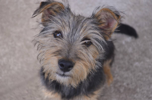 istock Little Yorkshire Terrier posing. Yorkie Dog 1175855684