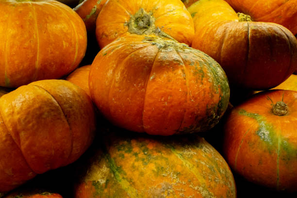 istock pumpkin closeup background selling in the store 1175856142