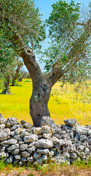 Infested olive trees (bacterium Xylella Fastidiosa), Salento, South Italy