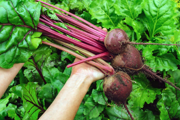 istock harvesting beets holding organic food 1175857368