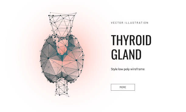 Thyroid gland low poly wireframe landing page template Thyroid gland low poly wireframe landing page template. 3d endocrine system organ polygonal illustration. Hypothyroidism, hyperthyroidism treatment mesh art web banner. Goiter surgery homepage design thyroid gland stock illustrations