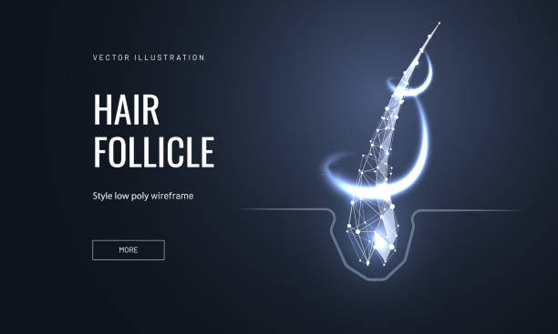 Hair follicle treatment low poly landing page template Hair follicle treatment low poly landing page template. Trichology science web banner. 3d hair root with glowing polygonal illustration. Baldness prevention clinic mesh art homepage design layout skin exame stock illustrations