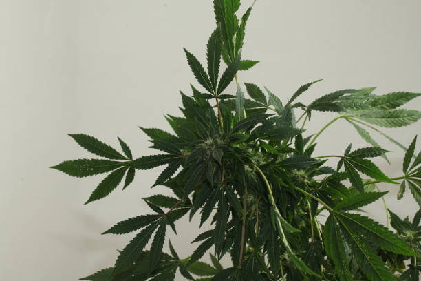 istock bright flowering cannabis plants 1175859110