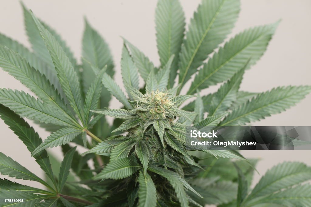cây cần thiết tụt xuống rời khỏi hoa tươi tắn sáng sủa - Trả phí Bản quyền Một lượt Cannabis Indica Bức hình ảnh sẵn có