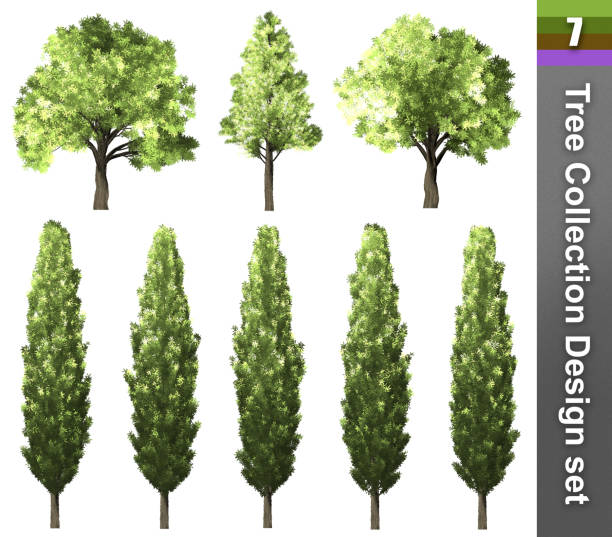 istock Tree correction design set. 3D Illustration. White background isolate. Nature and Gardens design. 1175860376