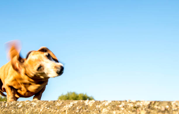 A Miniature Dachshund resting on a wall, against a clear blue sky, after a long walk.