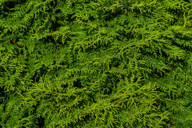 The green wall of the evergreen conifer tree thuja Platycladus orientalis. Close-up of green leaves of thuja, background pattern, texture The green wall of the evergreen conifer tree thuja Platycladus orientalis, also known as Chinese thuja."nClose-up of green leaves of thuja, background pattern, texture thuja orientalis stock pictures, royalty-free photos & images