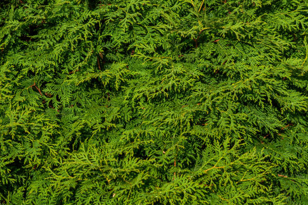 The green wall of the evergreen conifer tree thuja Platycladus orientalis. Close-up of green leaves of thuja, background pattern, texture The green wall of the evergreen conifer tree thuja Platycladus orientalis, also known as Chinese thuja."nClose-up of green leaves of thuja, background pattern, texture platycladus orientalis stock pictures, royalty-free photos & images