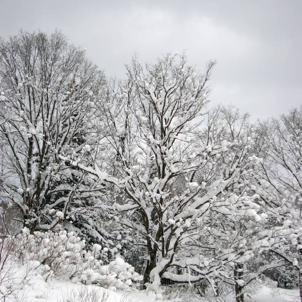 Snow Clad Building Stock Photos photo