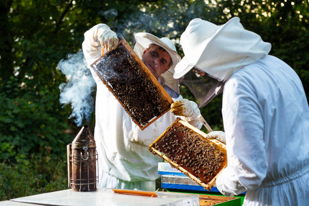 istock Beekeepers at work collecting honey outdoors 1175864058