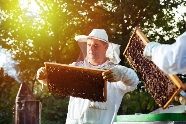 istock Bee keeper lifting shelf out of hive 1175864110