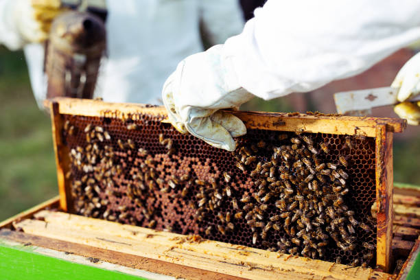 istock The beekeeper takes out from the hive honeycomb with bees 1175865562
