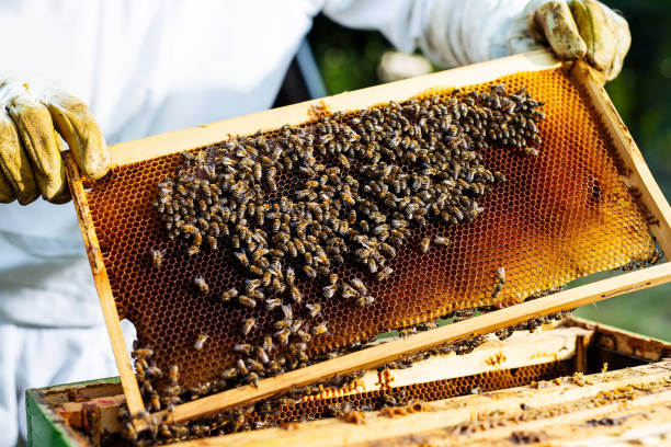 istock The beekeeper takes out from the hive honeycomb with bees 1175865597