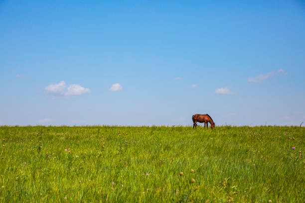 istock Single Horses on the grassland 1175866817