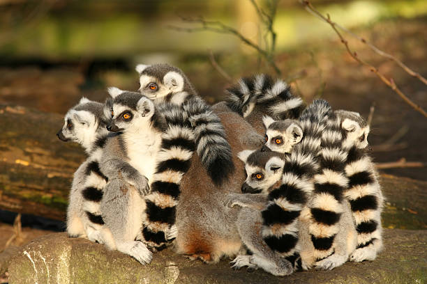 istock Group of ring-tailed lemurs sitting close together 117586697