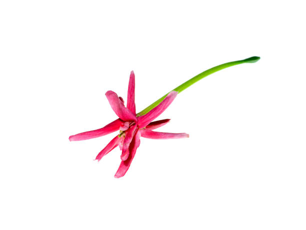 istock Close up of Rangoon Creeper flower 1175867570