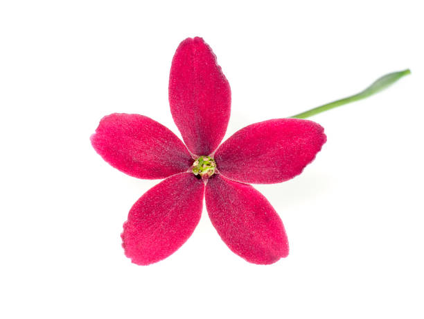 primer plano de la flor de rangoon creeper - honeysuckle pink fotografías e imágenes de stock