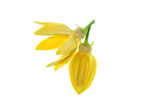 Close up of Bhandari flower Close up of Bhandari flower (Artabotrys siamensis) on white background. siamensis stock pictures, royalty-free photos & images