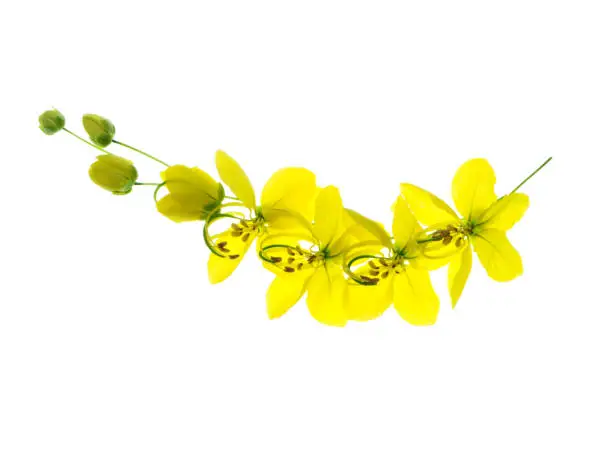 Close up of Pudding Pine, Indian Laburnum, Golden Shower flower (Cassia fistula) on white background