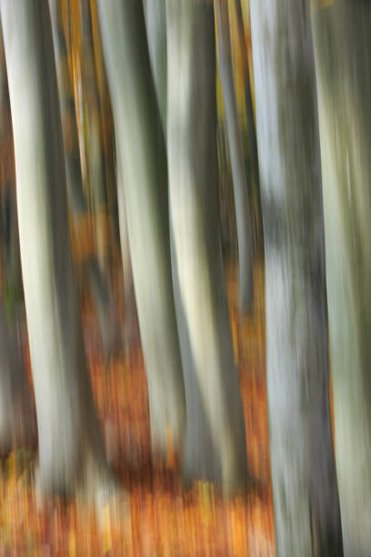 istock Pastel of blurry beech logs in the woods. 1175868332
