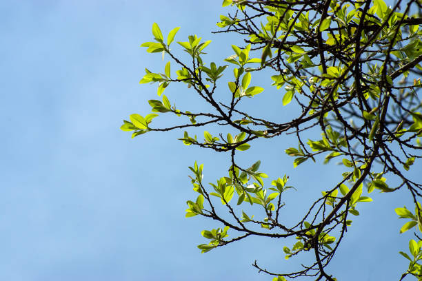istock New Banyan leaves on branch. 1175868399