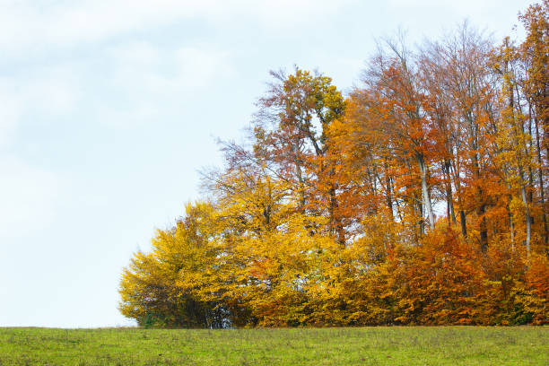 istock Fall forest with colourful trees, meadow and blue sky. 1175868427