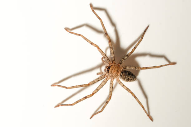 Spider on glass