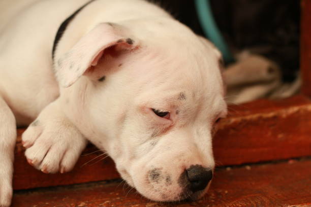 istock Cute young small 7 week old purebred Australian Staffordshire terrior pups sleeping and dreaming restfully on a sunny afternoon in their family home dog kennel, Australia 1175869949