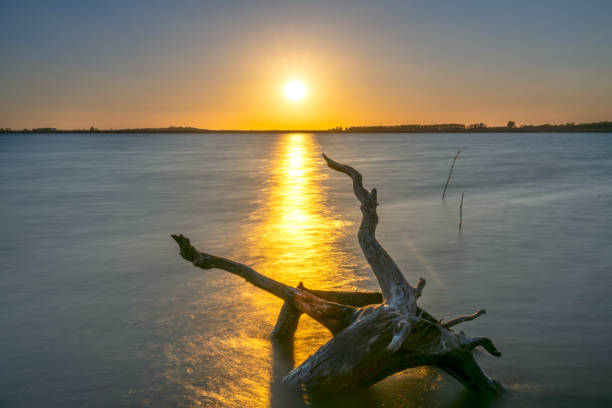 istock Lakeside sunset with dry twigs toward the sun as something abstract 1175870936