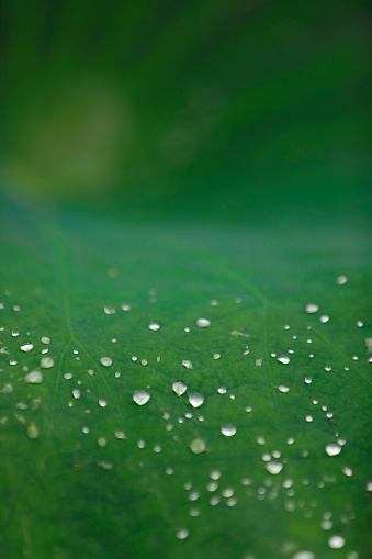 Rain Drops gathered on the Centre of a Heart Shaped leaf - Water Drops falling on Taro Leaf