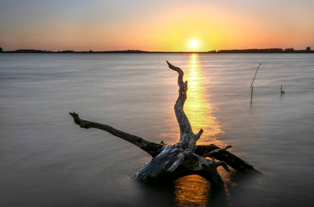istock Lakeside sunset with dry twigs toward the sun as something abstract 1175870955