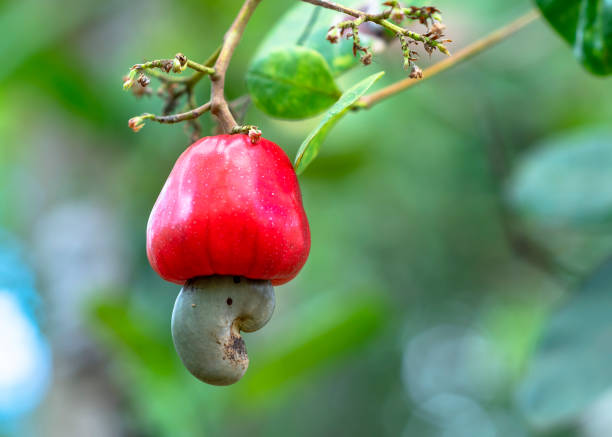 istock Cashew nut fruit or Anacardium occidentale on tree 1175870958