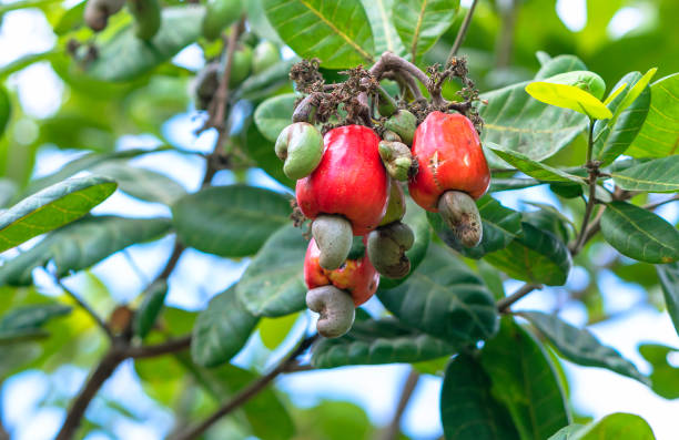 istock Cashew nut fruit or Anacardium occidentale on tree 1175871058